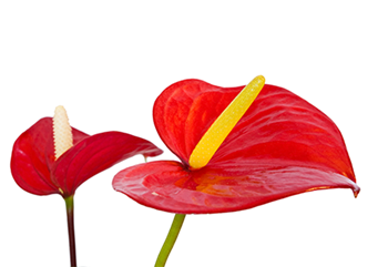 anthurium