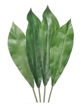 aspidistra